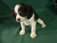 Chance, a male Cavalier King Charles Spaniel for sale in Chouteau, OK – 3 of 4
