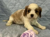 Arika, a female Cavalier King Charles Spaniel for sale in Chouteau, OK – Photo 2 of 8