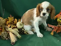 Arika, a female Cavalier King Charles Spaniel for sale in Chouteau, OK – Photo 7 of 8
