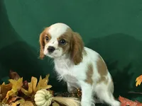 Arika, a female Cavalier King Charles Spaniel for sale in Chouteau, OK – Photo 4 of 8