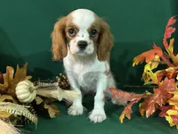 Arika, a female Cavalier King Charles Spaniel for sale in Chouteau, OK – Photo 8 of 8