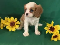 Arika, a female Cavalier King Charles Spaniel for sale in Chouteau, OK – Photo 5 of 8