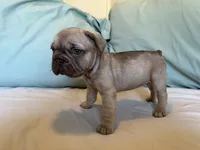 Bambi, a female French Bulldog for sale in Conroe, TX – 7 of 8