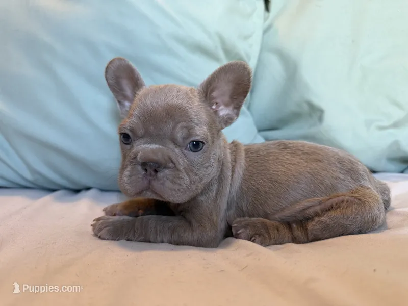 Buttercup – French Bulldog puppy for sale in Conroe, TX