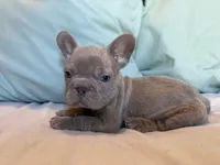 Buttercup, a female French Bulldog for sale in Conroe, TX – 1 of 4