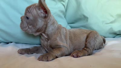 Buttercup, a female French Bulldog for sale in Conroe, TX – 4 of 4