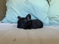 Bopeep, a female French Bulldog for sale in Conroe, TX – 2 of 5