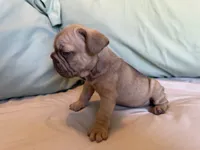 Bambi, a female French Bulldog for sale in Conroe, TX – 3 of 8