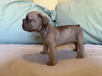 Bambi, a female French Bulldog for sale in Conroe, TX – 6 of 8