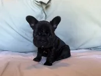 Bheir, a female French Bulldog for sale in Conroe, TX – 2 of 5