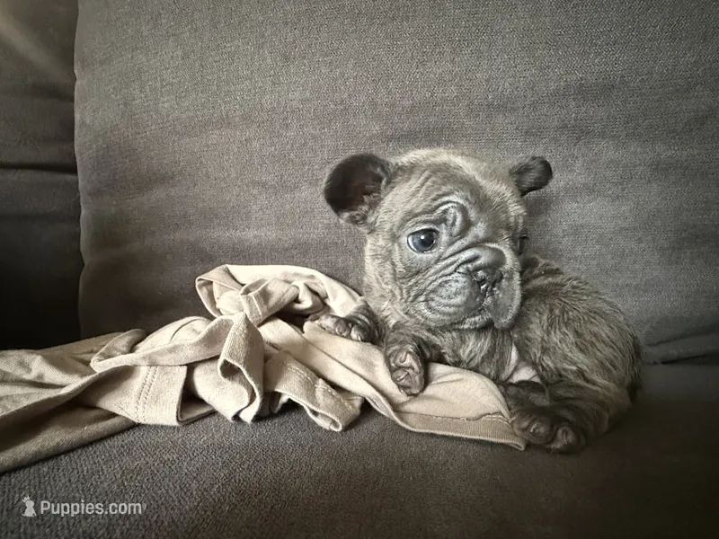 Bonnie  – French Bulldog puppy for sale in Conroe, TX