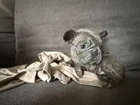 Bonnie , a female French Bulldog for sale in Conroe, TX – 1 of 4