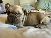 Bambi, a female French Bulldog for sale in Conroe, TX – 4 of 8