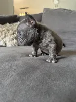 Bonnie , a female French Bulldog for sale in Conroe, TX – 3 of 4