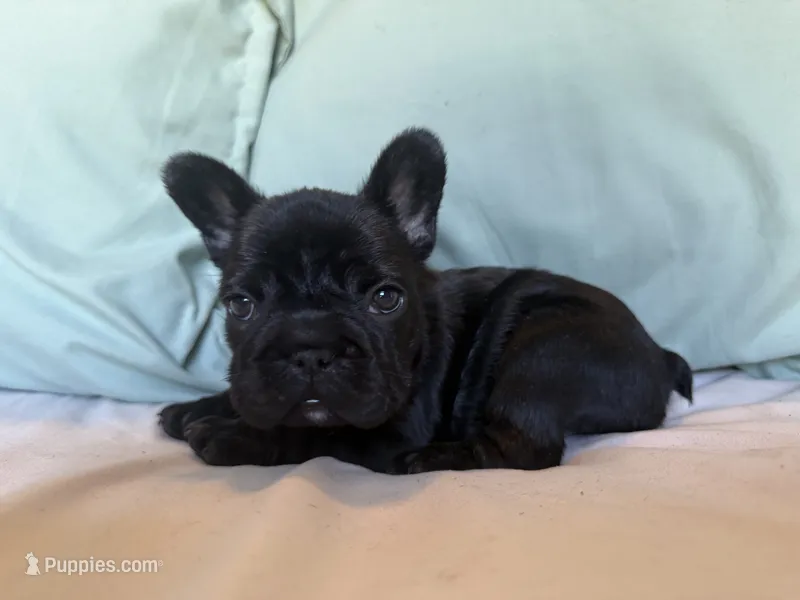 Bheir – French Bulldog puppy for sale in Conroe, TX
