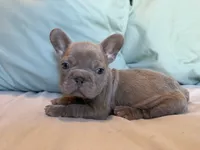 Buttercup, a female French Bulldog for sale in Conroe, TX – 3 of 4
