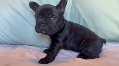 Bheir, a female French Bulldog for sale in Conroe, TX – 5 of 5