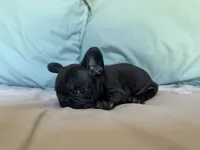 Bopeep, a female French Bulldog for sale in Conroe, TX – 3 of 5
