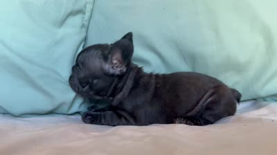 Bopeep, a female French Bulldog for sale in Conroe, TX – 5 of 5