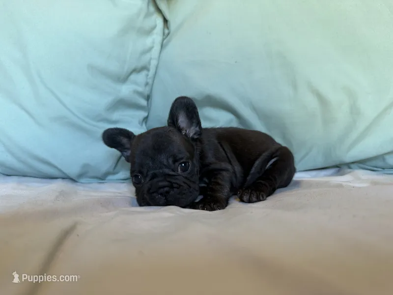 Bopeep – French Bulldog puppy for sale in Conroe, TX