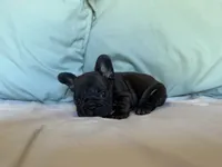 Bopeep, a female French Bulldog for sale in Conroe, TX – 1 of 5