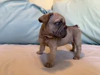 Bambi, a female French Bulldog for sale in Conroe, TX – 5 of 8