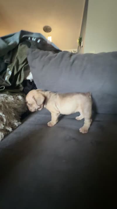 Bambi, a female French Bulldog for sale in Conroe, TX – 8 of 8