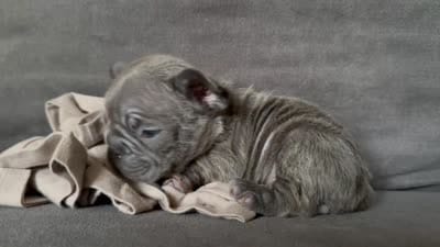 Bonnie , a female French Bulldog for sale in Conroe, TX – 4 of 4