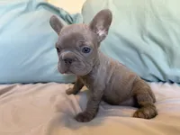 Buttercup, a female French Bulldog for sale in Conroe, TX – 2 of 4