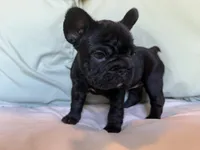 Bheir, a female French Bulldog for sale in Conroe, TX – 3 of 5