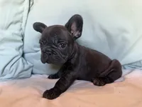 Bopeep, a female French Bulldog for sale in Conroe, TX – 4 of 5
