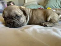 Bambi, a female French Bulldog for sale in Conroe, TX – 1 of 8