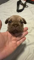 Bambi, a female French Bulldog for sale in Conroe, TX – 2 of 8