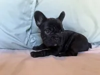 Bheir, a female French Bulldog for sale in Conroe, TX – 4 of 5