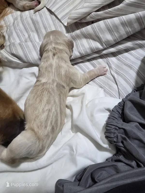 LADY2 – Golden Retriever puppy for sale in Texas City, TX