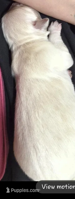 Lady4 – Golden Retriever puppy for sale in Texas City, TX