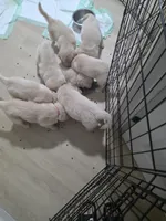 Goose2, a male Golden Retriever and English Cream Golden Retriever for sale in Texas City, TX – Photo 2 of 4