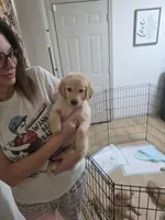 Green-Male, a male Golden Retriever and English Cream Golden Retriever for sale in Texas City, TX – Photo 1 of 5
