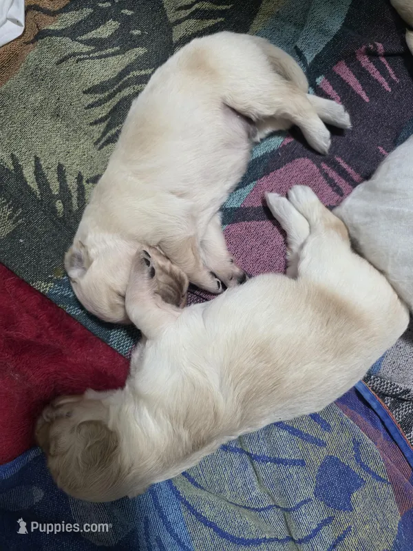 Goose2 – Golden Retriever, English Cream Golden Retriever puppy for sale in Texas City, TX