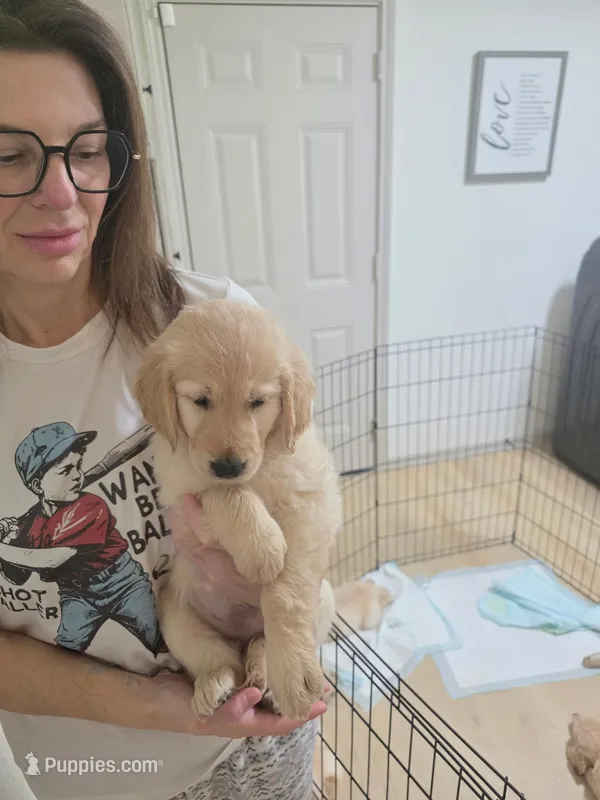 Purple-Female – Golden Retriever, English Cream Golden Retriever puppy for sale in Texas City, TX