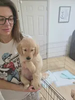 Purple-Female, a female Golden Retriever and English Cream Golden Retriever for sale in Texas City, TX – Photo 1 of 6