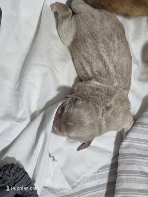 Lady3 – Golden Retriever puppy for sale in Texas City, TX