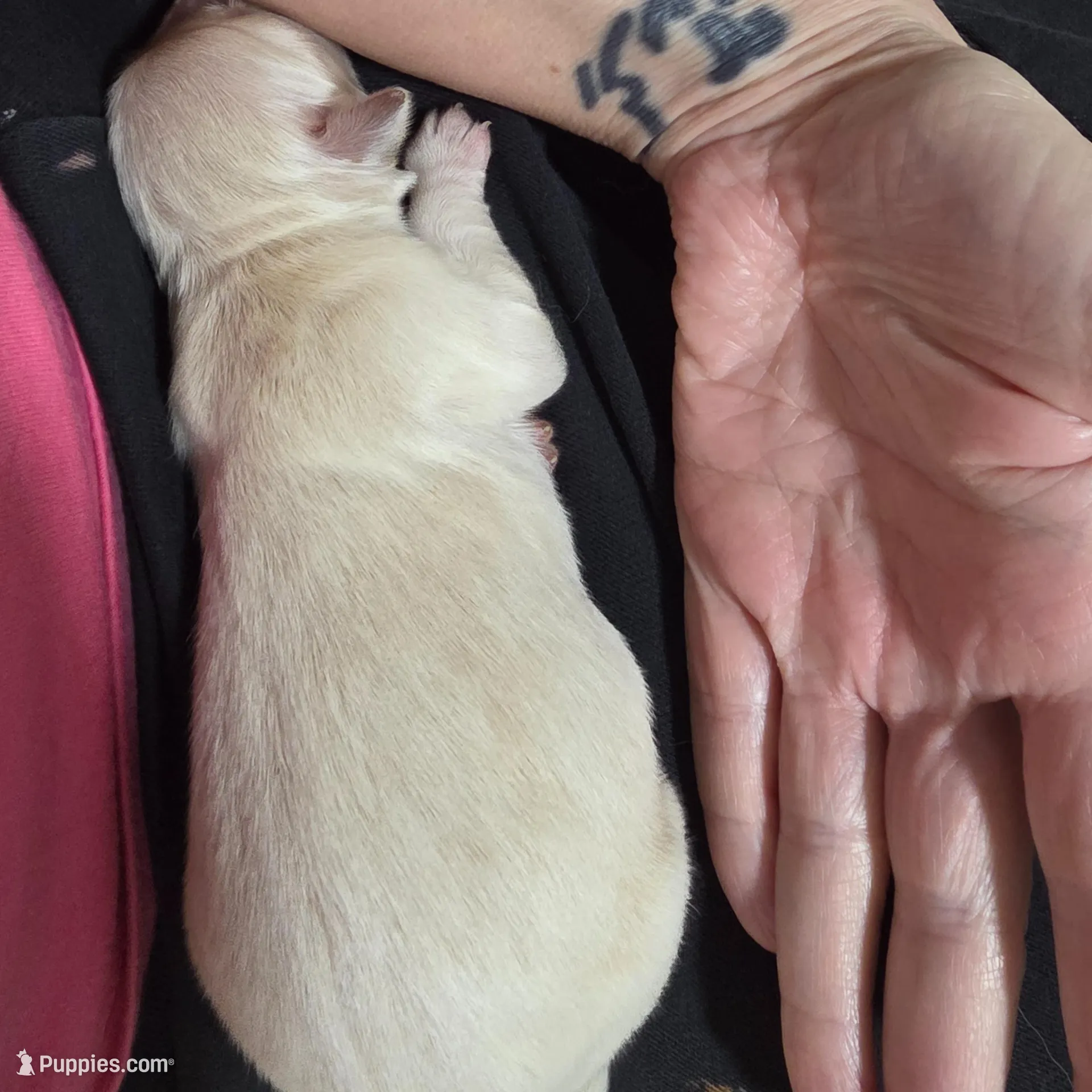 Lady, a female Golden Retriever for sale in Texas City, TX – Photo 2 of 2