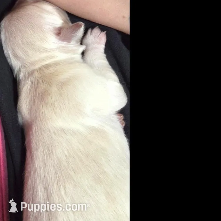 Lady – Golden Retriever puppy for sale in Texas City, TX