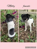 Molly, a female Rat Terrier for sale in Hillsboro, KS – 1 of 1