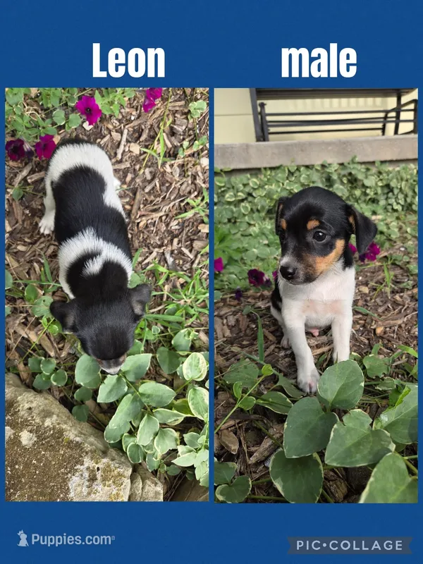 Leon – Rat Terrier puppy for sale in Hillsboro, KS