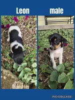 Leon, a male Rat Terrier for sale in Hillsboro, KS – 1 of 1