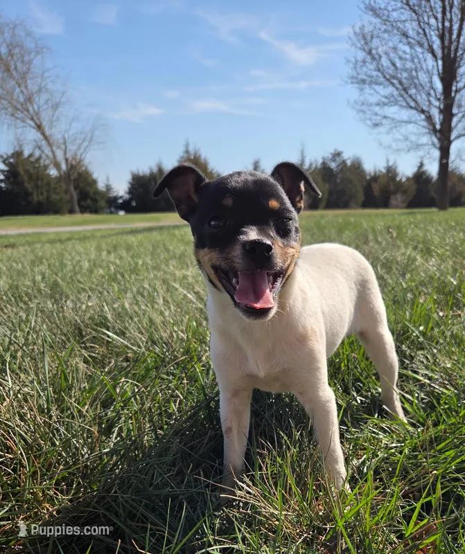 Jacey – Rat Terrier puppy for sale in Hillsboro, KS