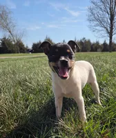 Jacey, a female Rat Terrier for sale in Hillsboro, KS – Photo 1 of 4