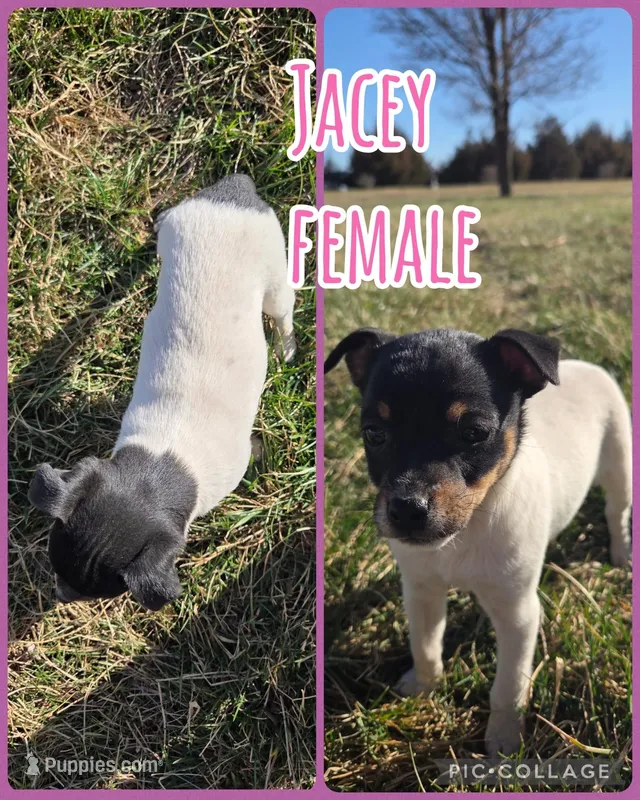 Jacey, a female Rat Terrier for sale in Hillsboro, KS – Photo 1 of 1